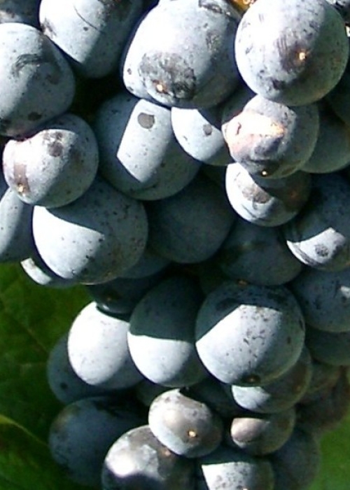 Zweigelt Beeren 3